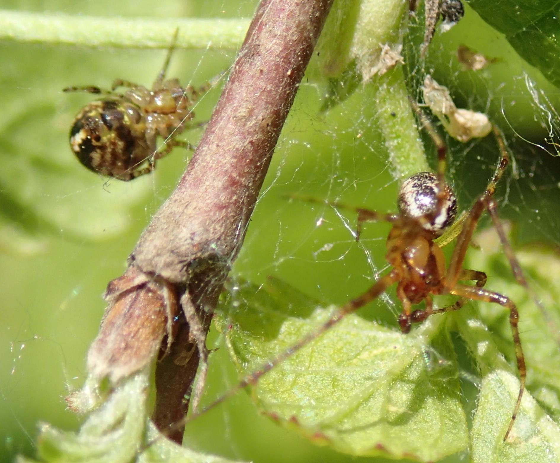 Theridion  pictum - Lughignano (TV)